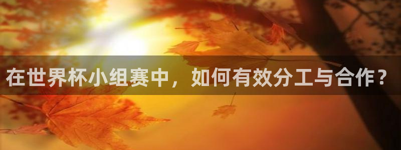 2026年世界杯赛程：在世界杯小组赛中，如何有效分工与合作？